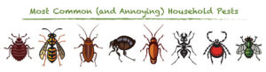 Melbourne-FL-Green-Earth-Pest-Control-Indoor-Insects household pests