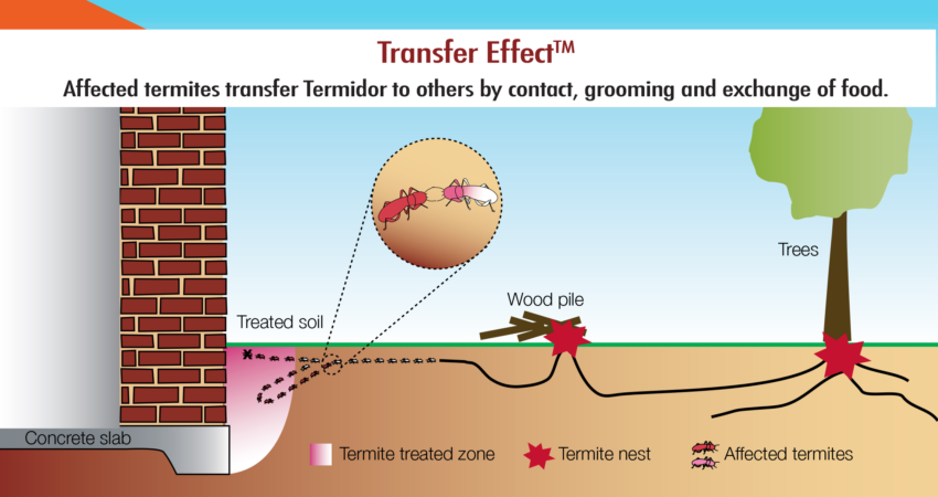 termite pest control