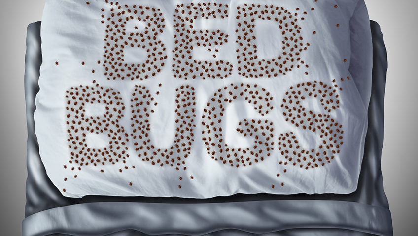 back to college bed bugs green earth pest control- melbourne fl